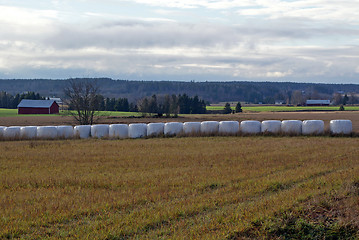 Image showing Silage Bales Farmland Landscape