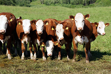 Image showing Seven Cows in a Row