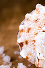 Image showing sea shell and salt