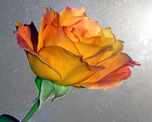 Image showing Beautiful Rose