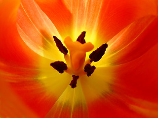 Image showing Close-up of tulip