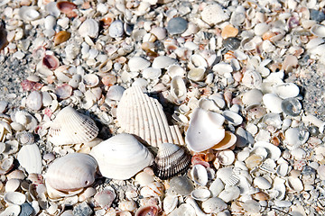 Image showing Seashell Background