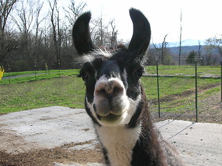 Image showing Llama