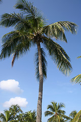 Image showing Palm Tree