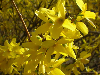 Image showing Forsythia