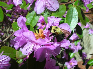 Image showing Azalea with Bumblebee