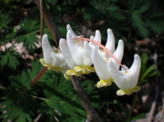 Image showing Dutchman's Breeches