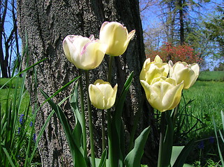 Image showing Tulips