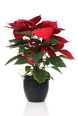 Image showing Red poinsettia 