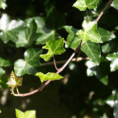 Image showing Ivy