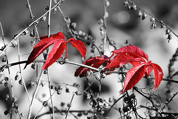 Image showing Red autumn1