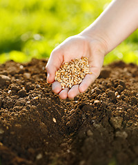 Image showing Corn sowing by hand