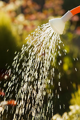 Image showing Irrigating from sprinkling can