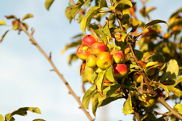 Image showing Apples on branch