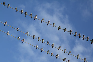 Image showing Birds on electric wire