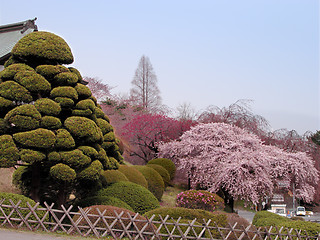 Image showing Spring Japanese garden