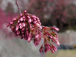 Image showing Bloom boom