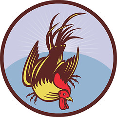 Image showing Rooster cockerel cock