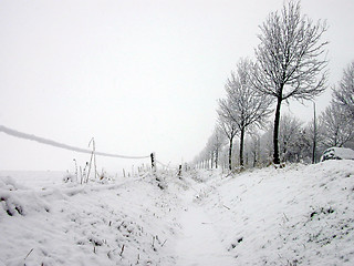 Image showing Winter Trees