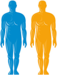 Image showing Male human anatomy standing front