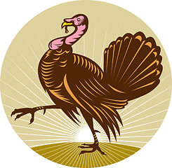 Image showing Wild turkey walking side view 