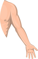 Image showing Human male arm left side