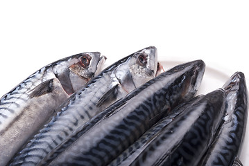 Image showing Fresh mackerels