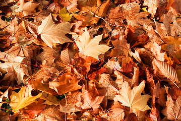 Image showing Autumn Background
