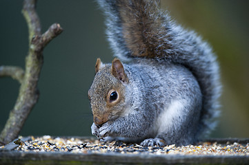 Image showing Grey Squirrel (Sciurus carolinensis)