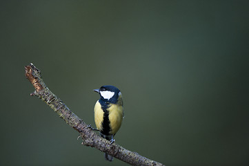 Image showing Great Tit On Alert