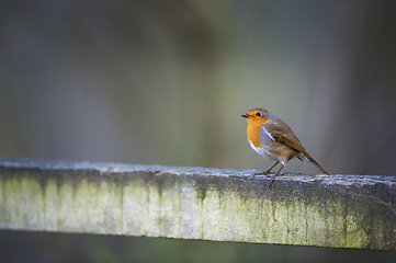 Image showing Robin On Fence