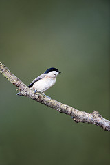 Image showing Willow Tit (Parus montanus)