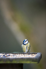 Image showing Bluetit Looking Up