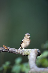 Image showing Female Chaffinch (Fringilla coelebs)