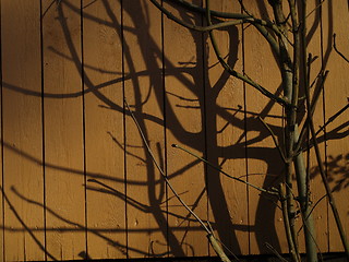 Image showing branch projection on wooden wall