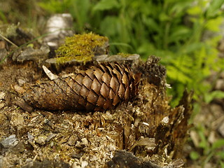 Image showing pine cone on stump