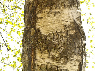 Image showing birch bark