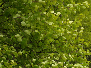 Image showing green leaves swaying