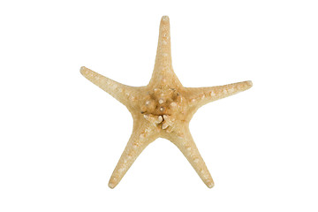 Image showing starfish