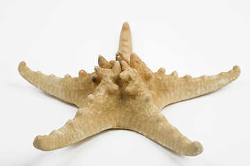 Image showing starfish