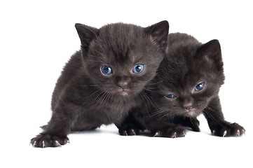 Image showing little british shorthair kittens cat