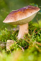 Image showing mushrooms in forest