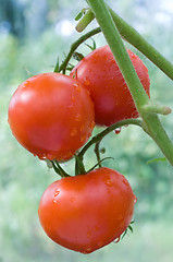Image showing Bunch of ripe tomatoes