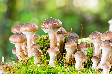 Image showing agaric honey mushrooms in forest