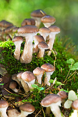 Image showing agaric honey mushrooms in forest