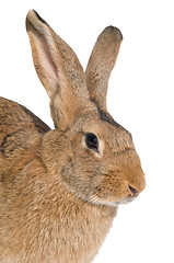 Image showing brown rabbit isolated