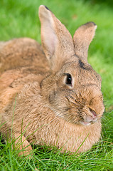 Image showing brown rabbit bunny on grass