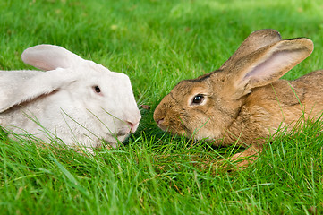 Image showing light brown and white rabbits