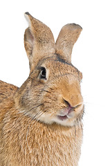 Image showing brown rabbit isolated