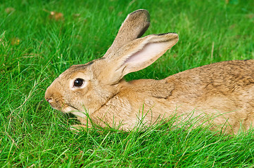 Image showing brown rabbit bunny on grass